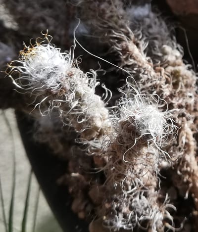 Anacampseros rufescens