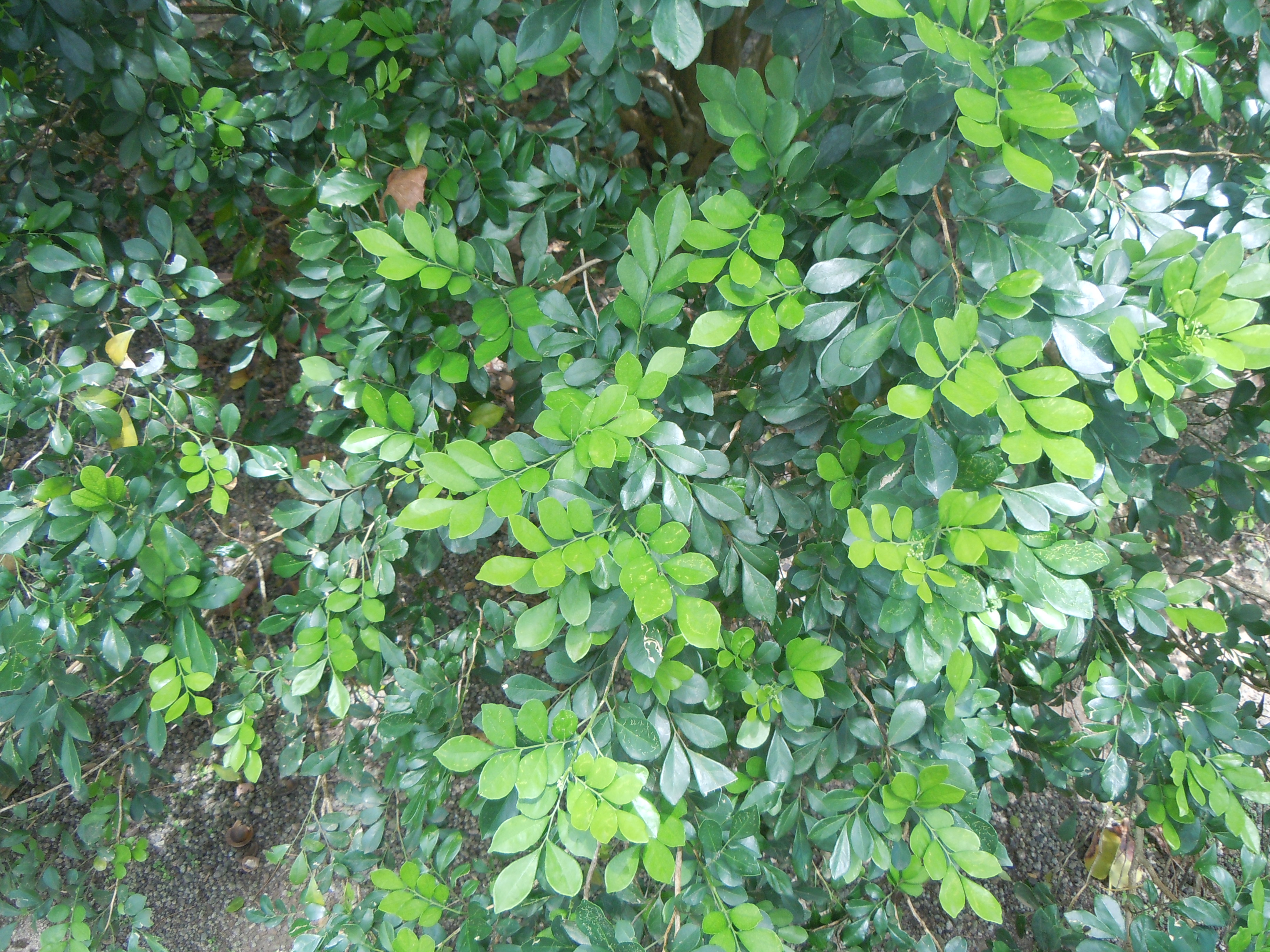 Murraya paniculata