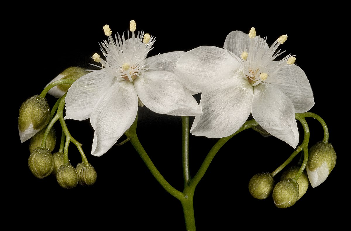 Drosera pallida