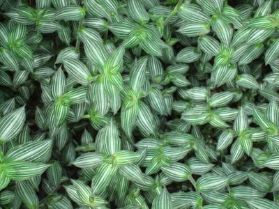 Callisia