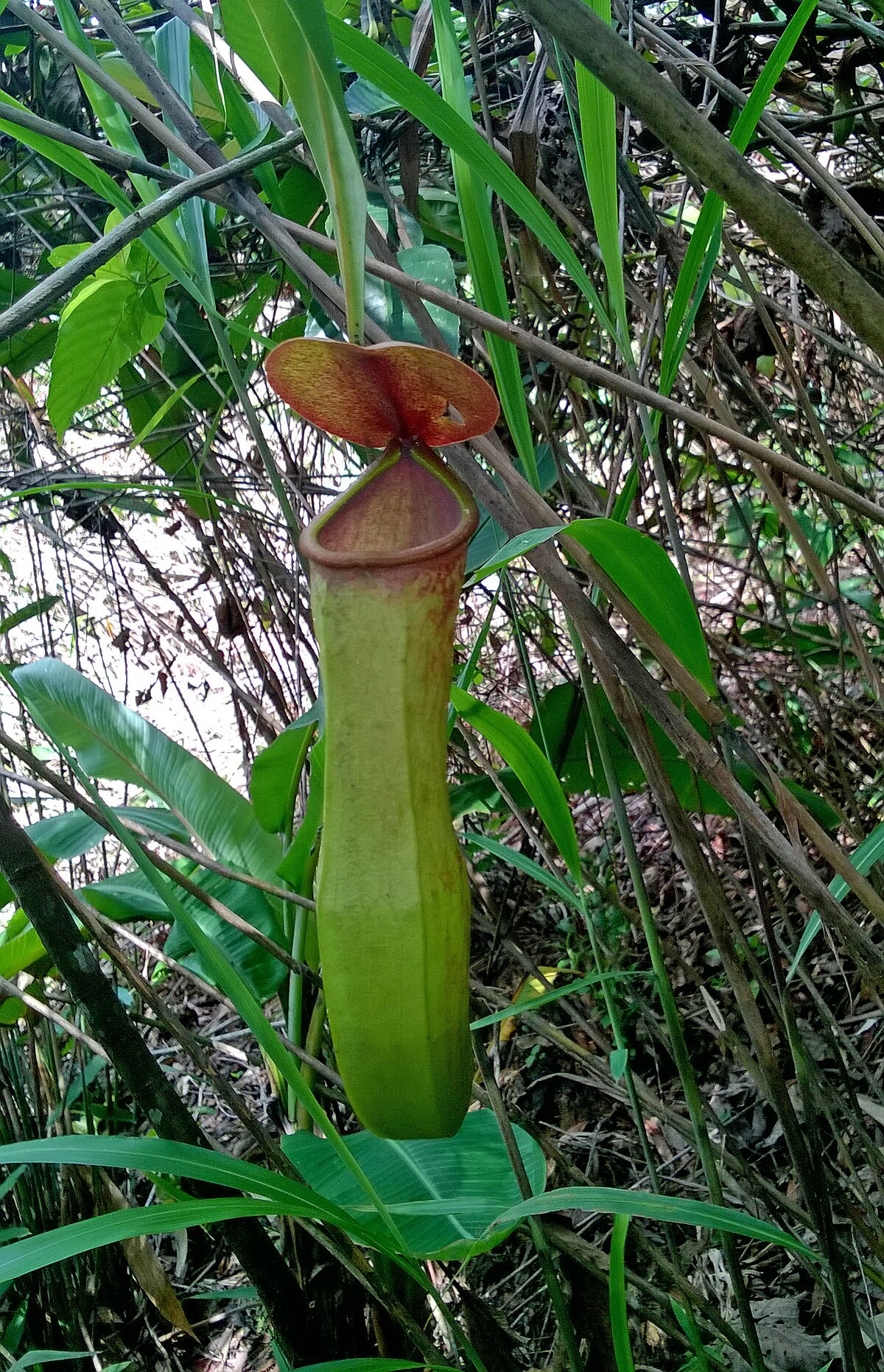 Nepenthes khasiana