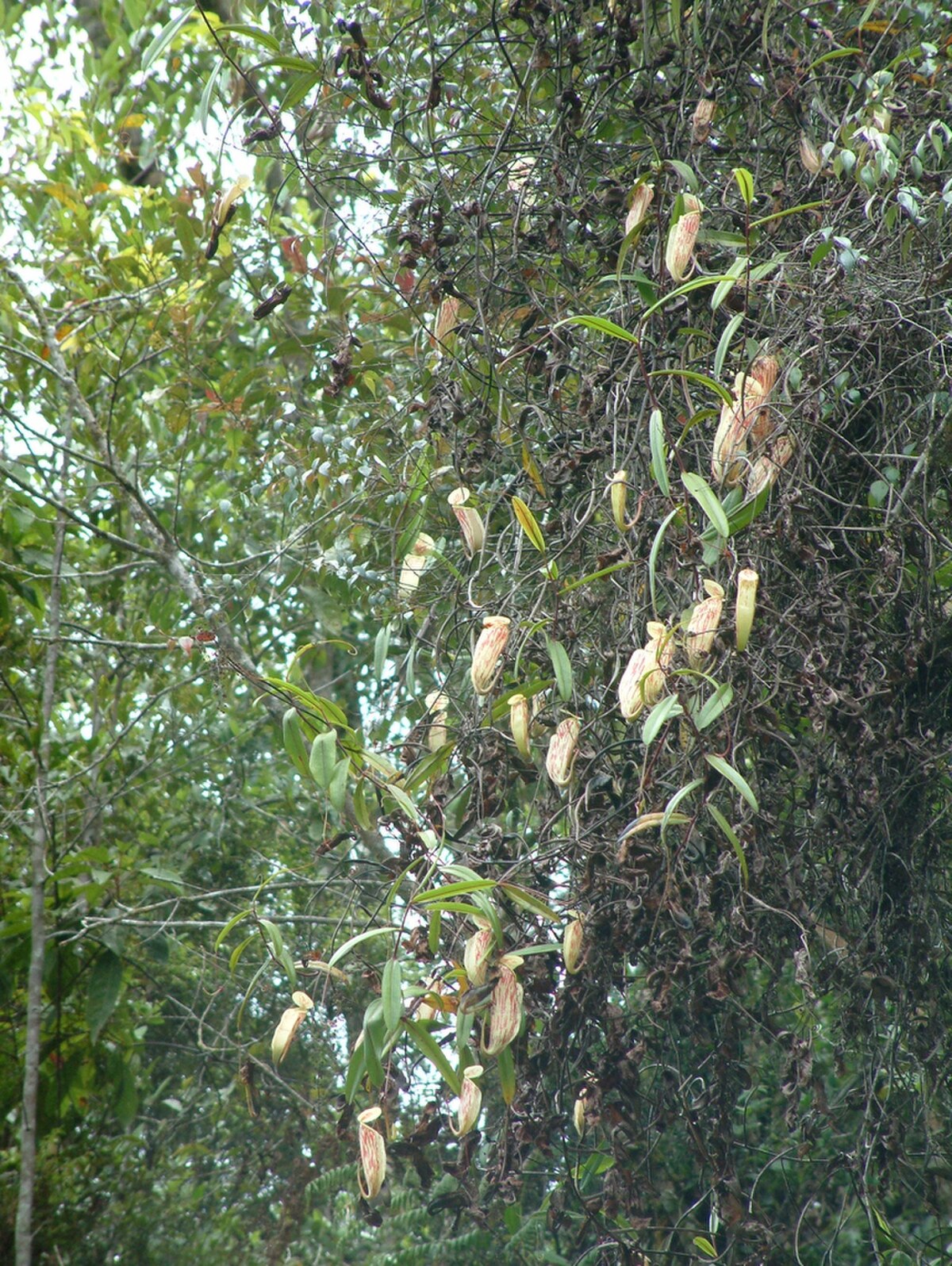 Nepenthes glabrata