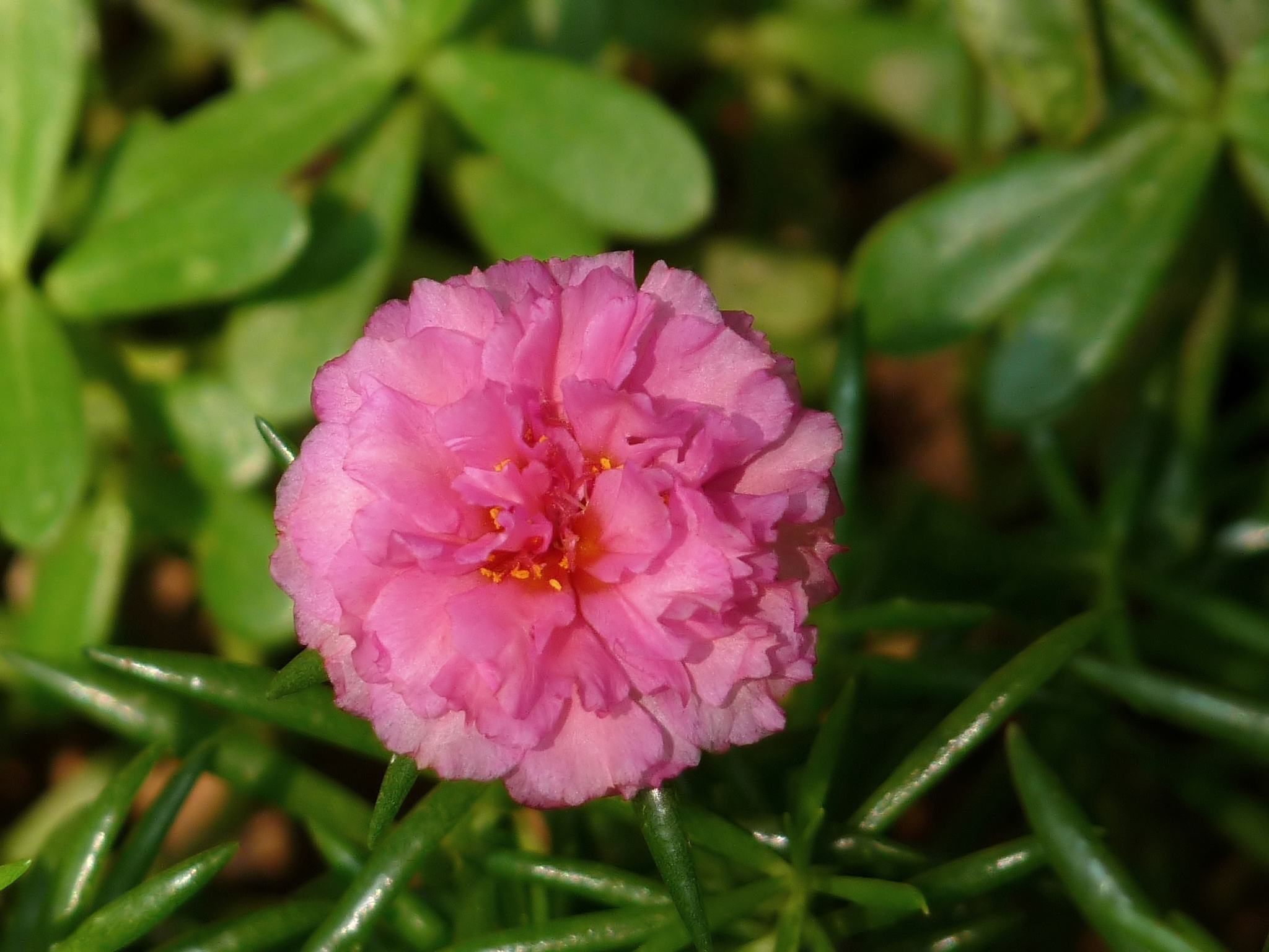 Portulaca grandiflora