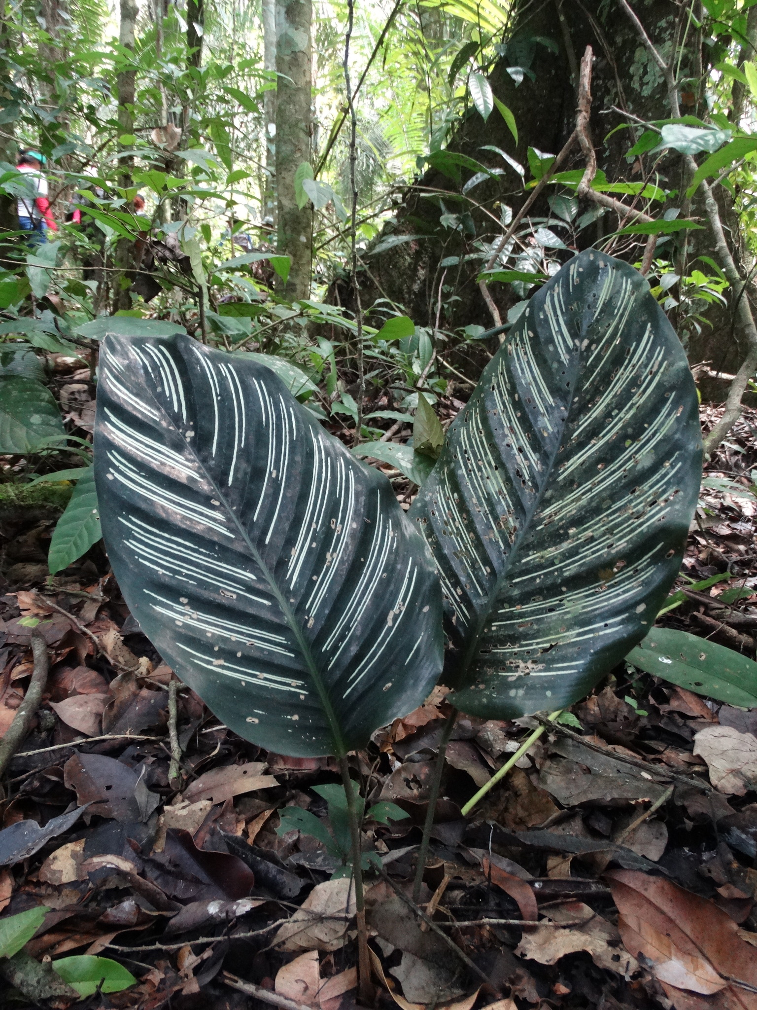 Calathea sanderiana — iNaturalist