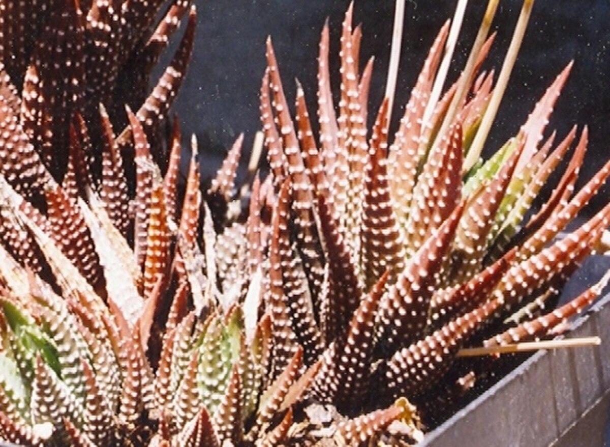 Haworthia fasciata