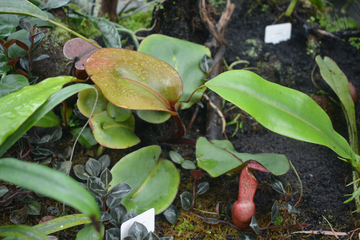 Nepenthes clipeata