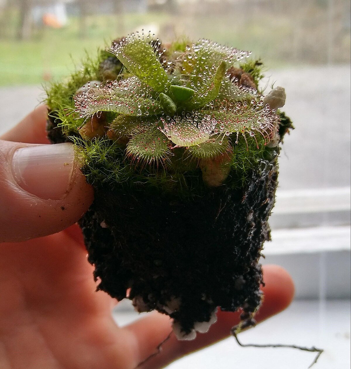 Drosera admirabilis