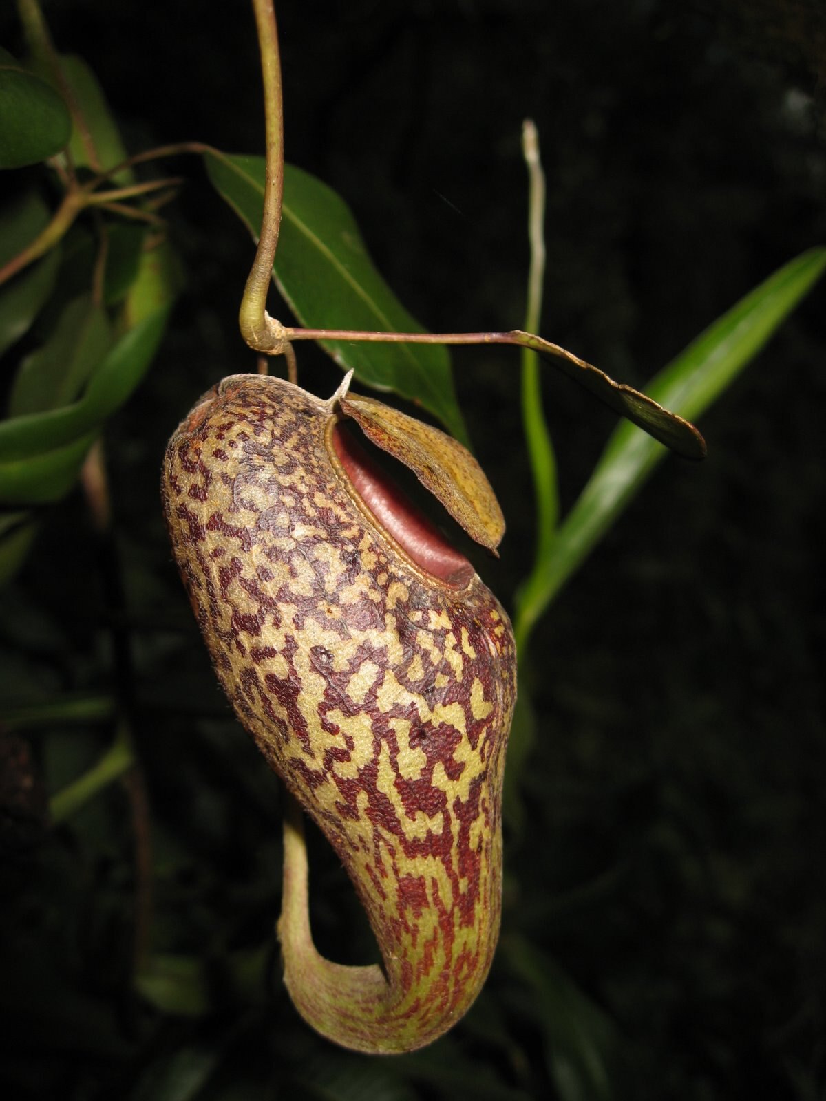Nepenthes Klossii