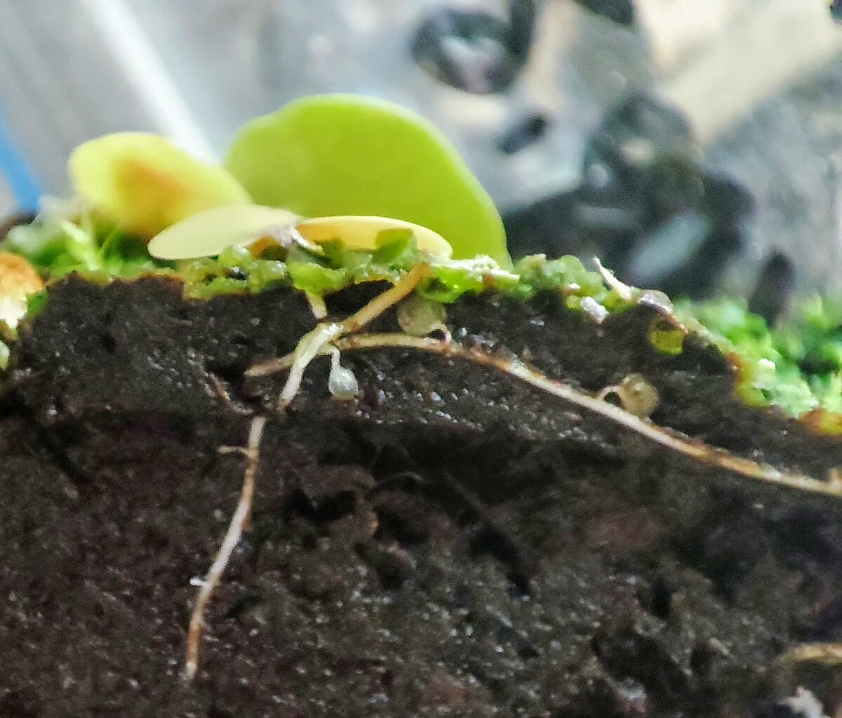 Utricularia tricolor