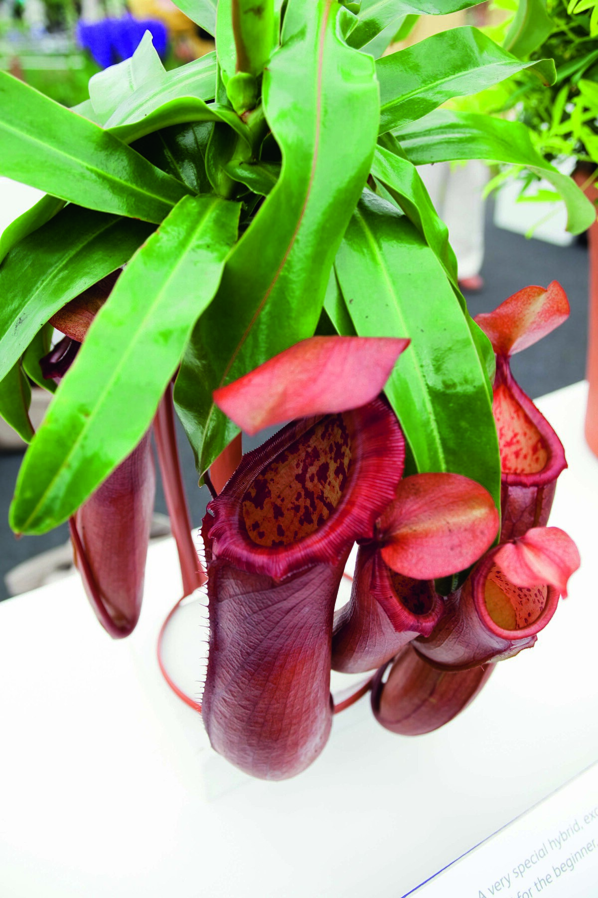 Nepenthes major