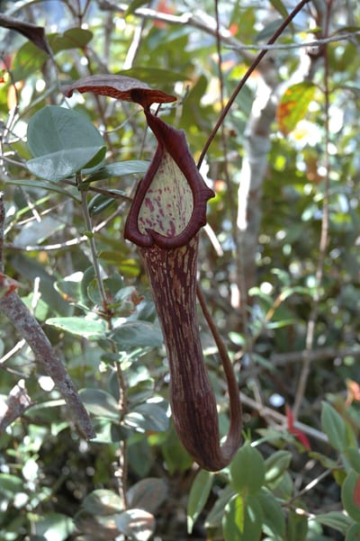 Nepenthes Faizaliana