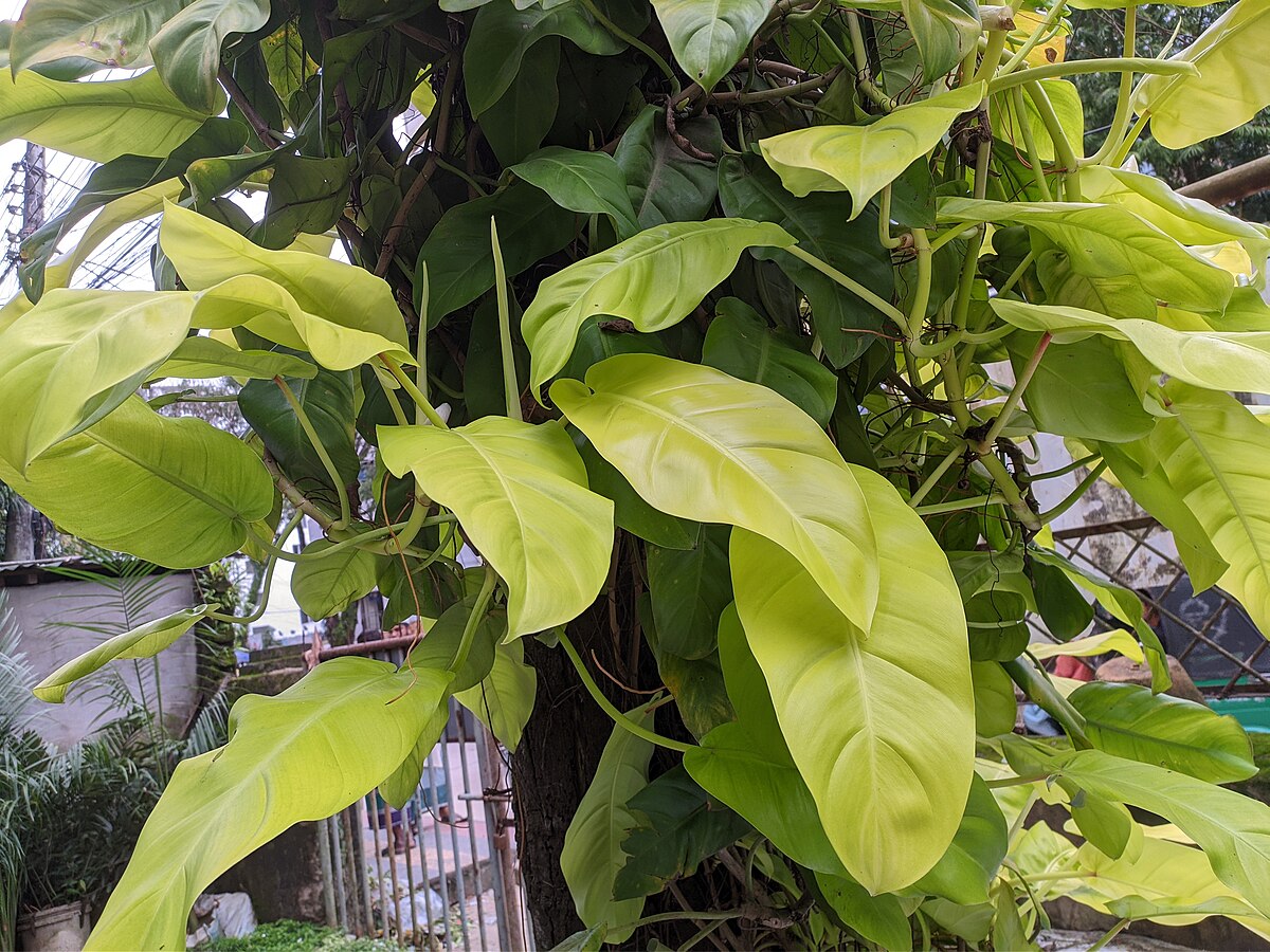 Philodendron hederaceum