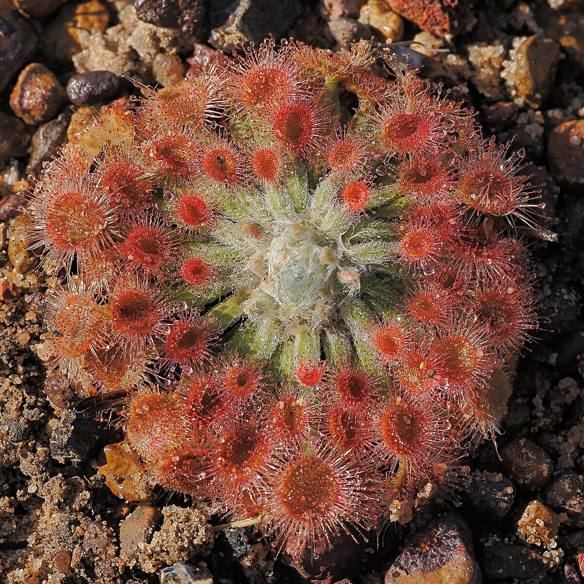 Drosera brevicornis