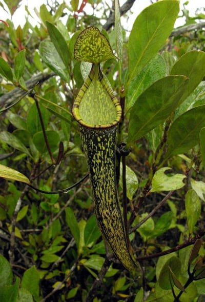 Nepenthes gracillima