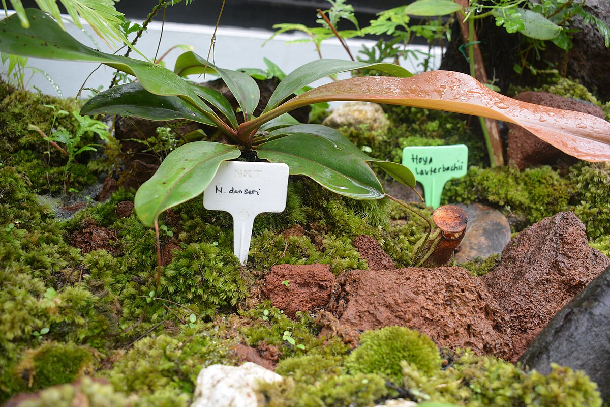 Nepenthes danseri