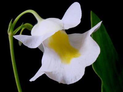 Utricularia rostrata