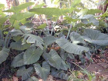 Xanthosoma lindenii