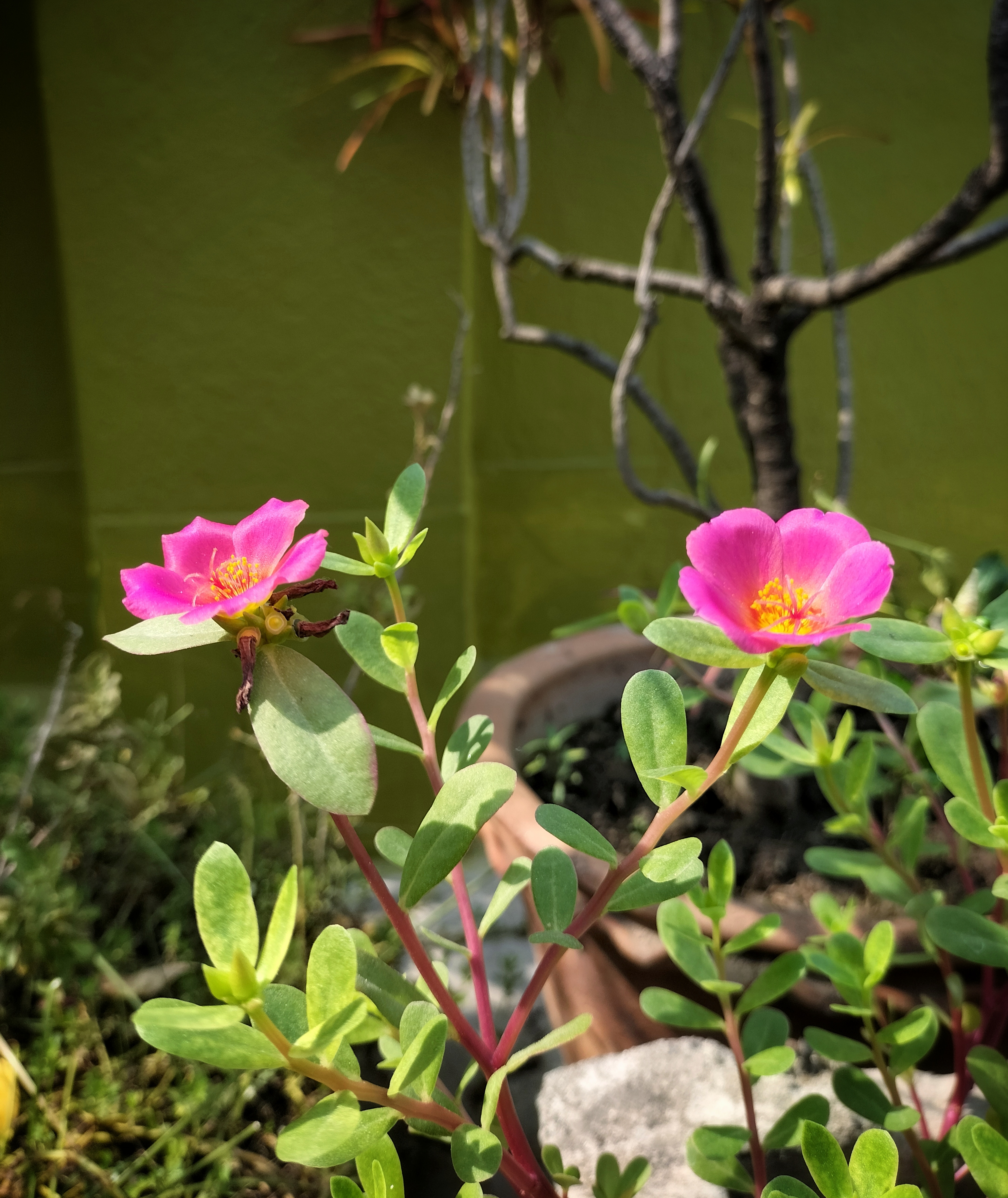 Portulaca japanese