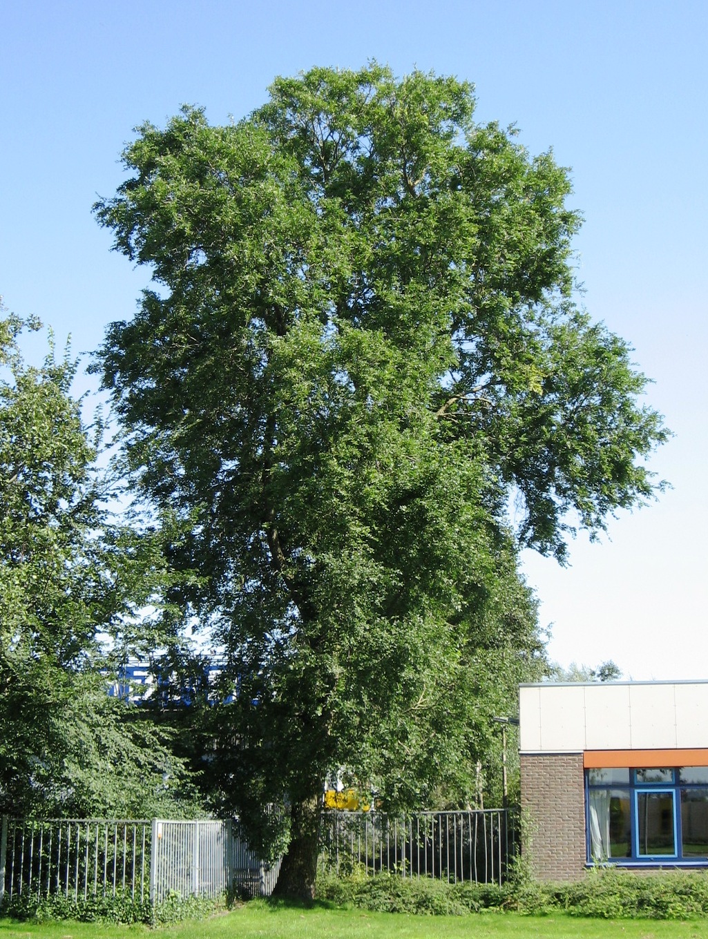 Ulmus pumila