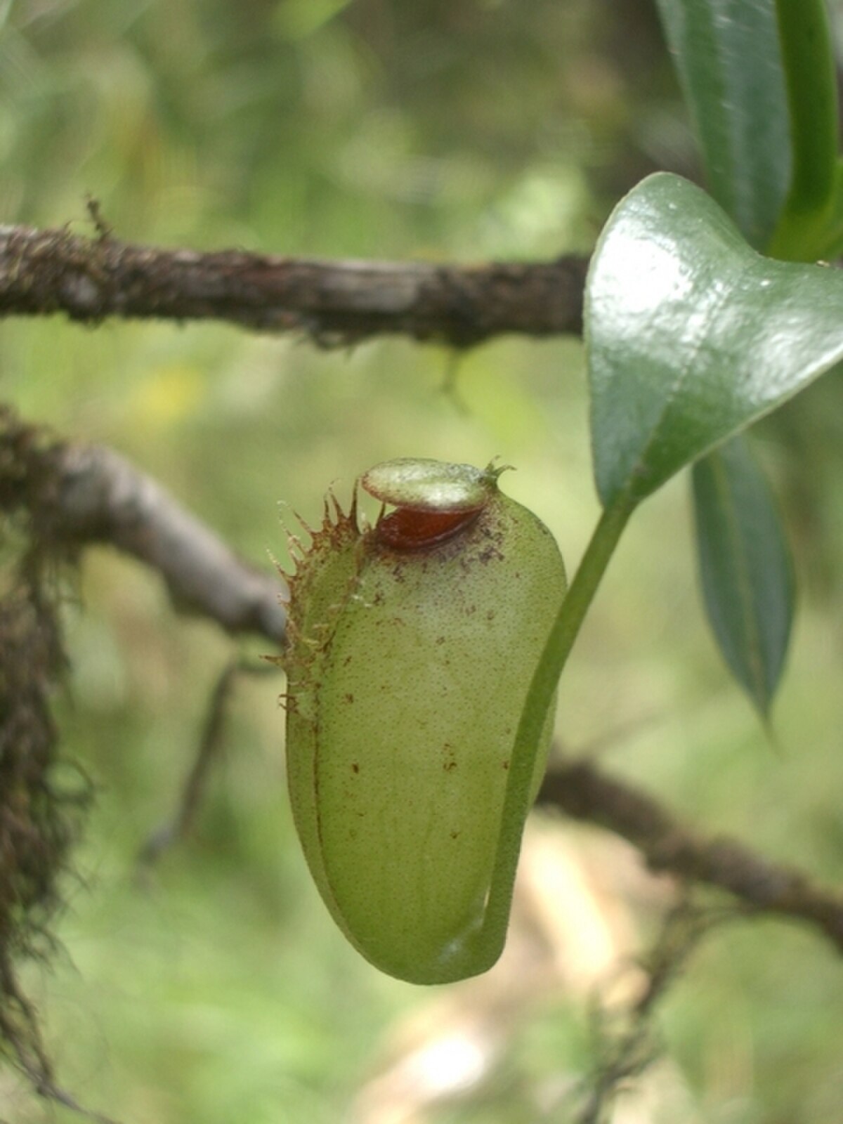 Nepenthes Aristolochioides