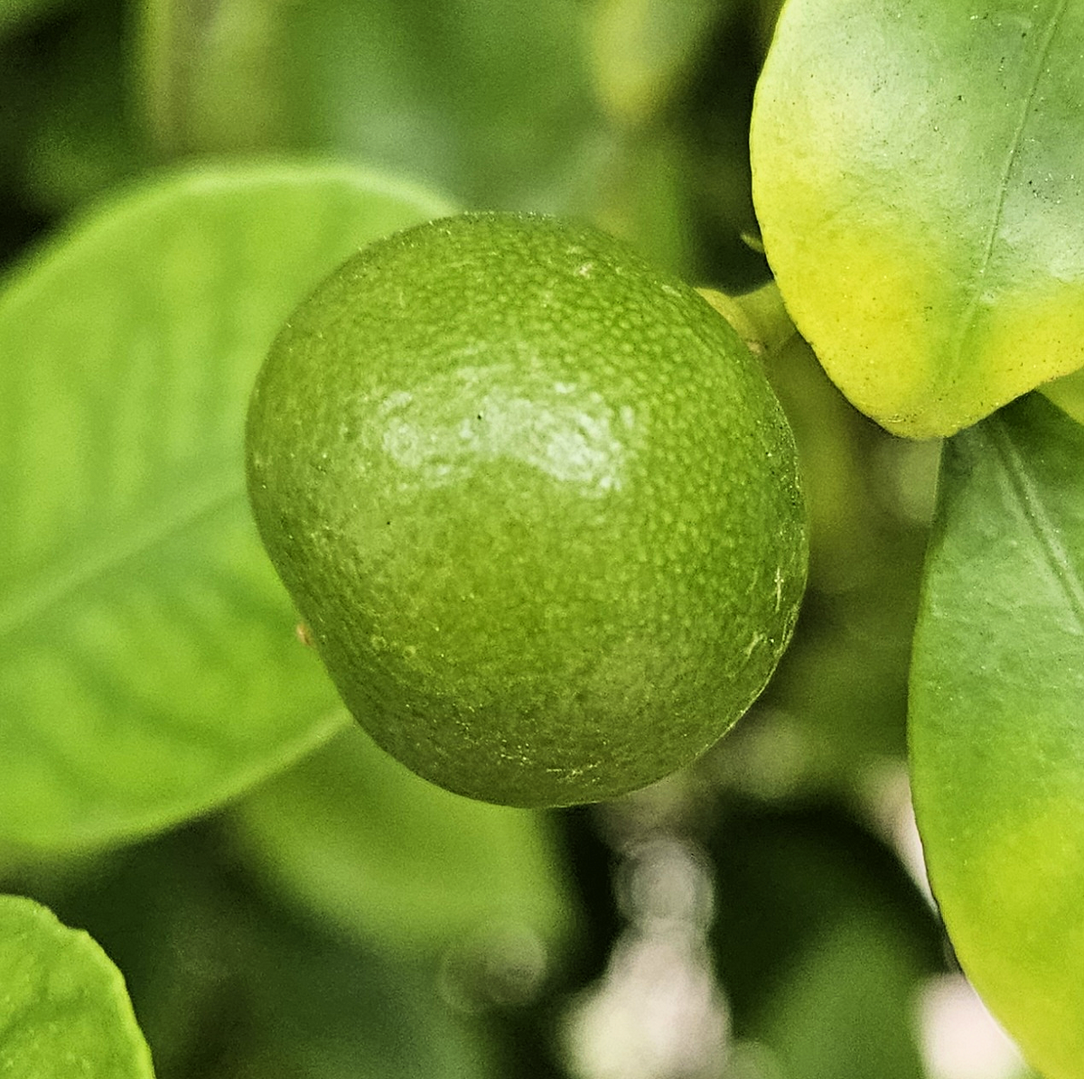 Citrus microcarpa