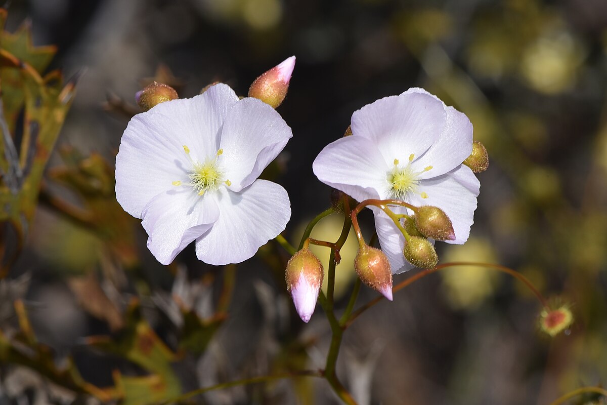 Drosera drummondii