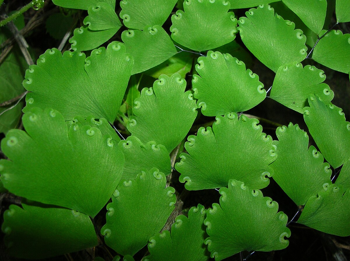 Adiantum raddianum