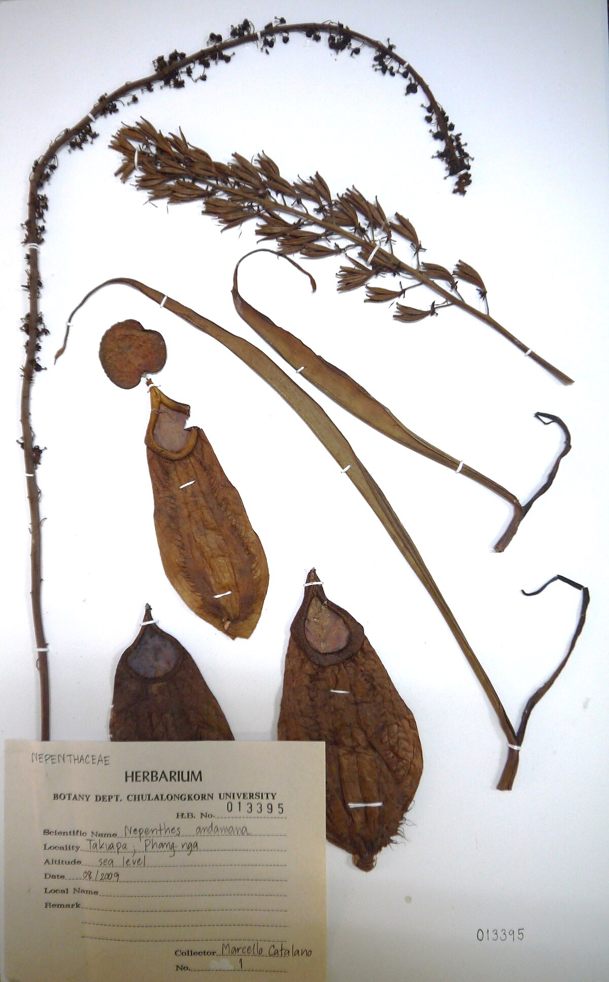 Nepenthes andamana