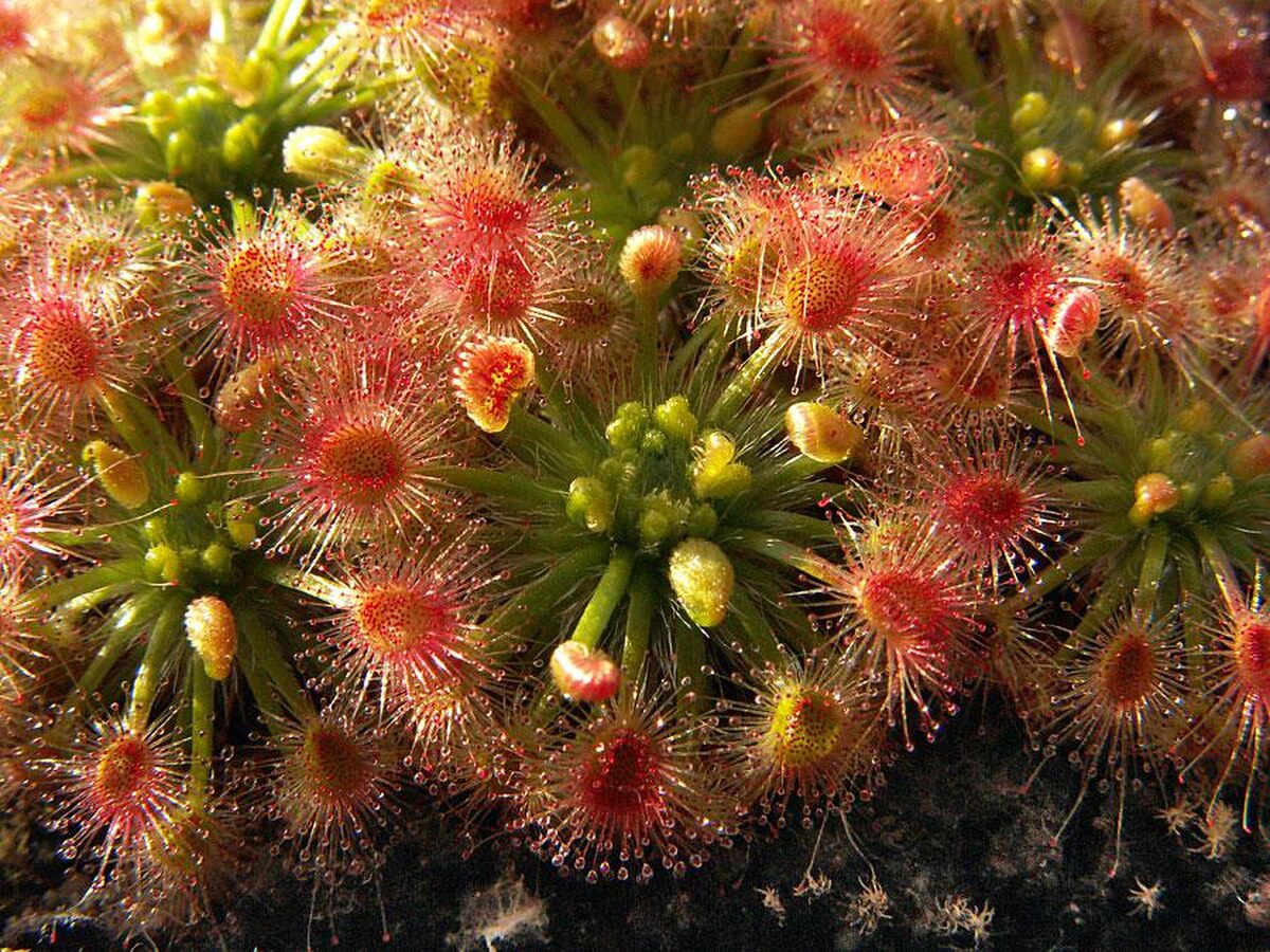 Drosera callistos
