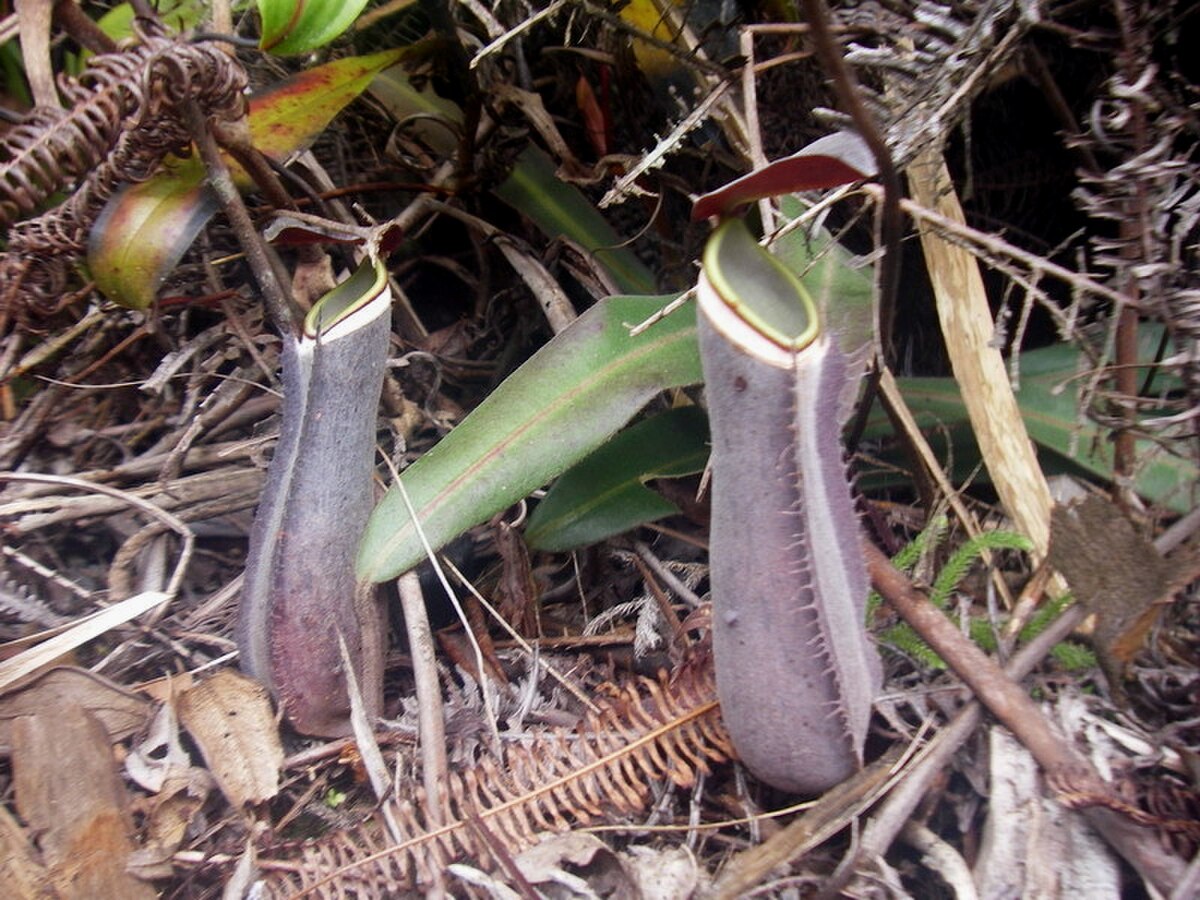 Nepenthes adnata