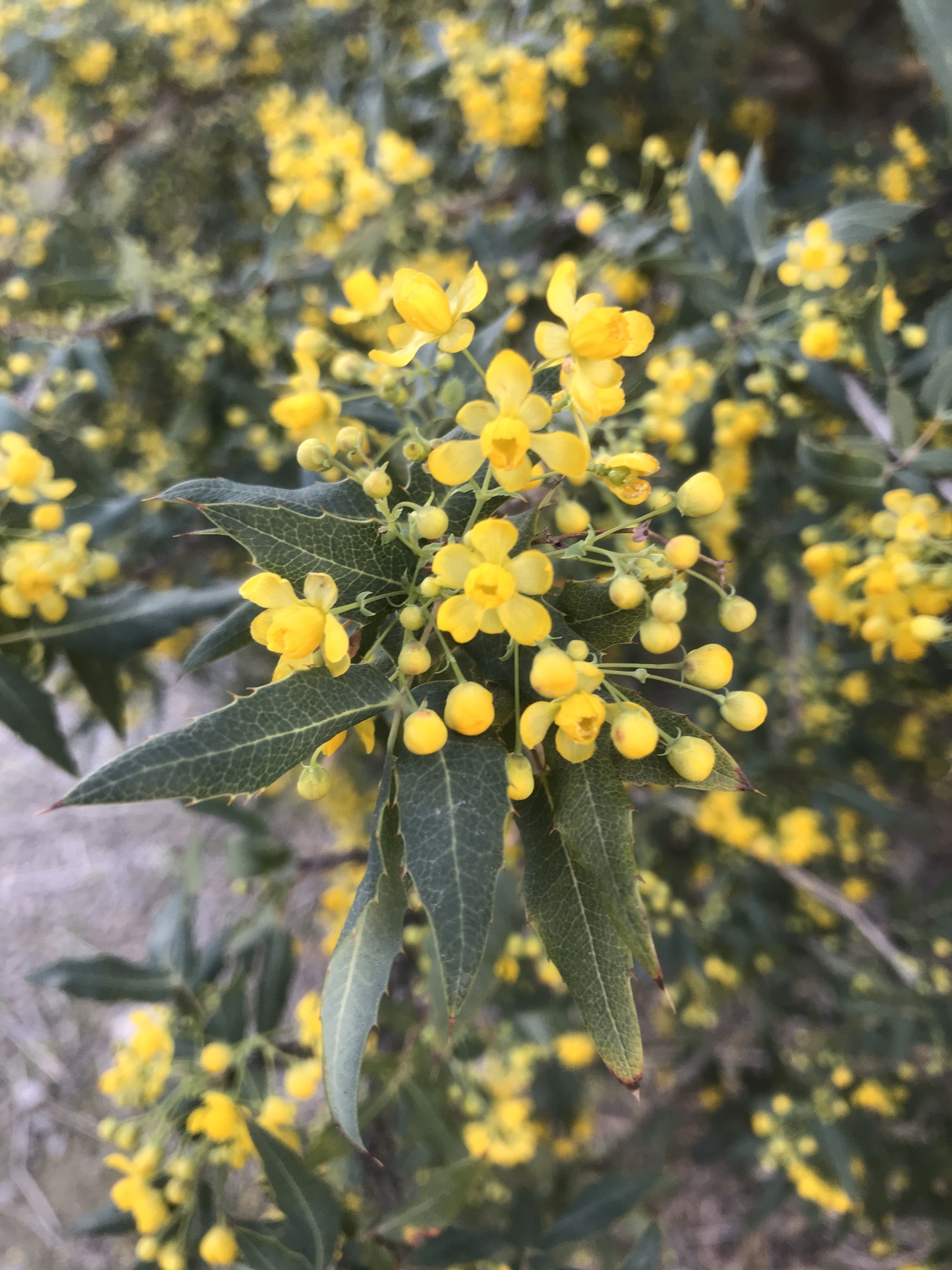 Draco — iNaturalist