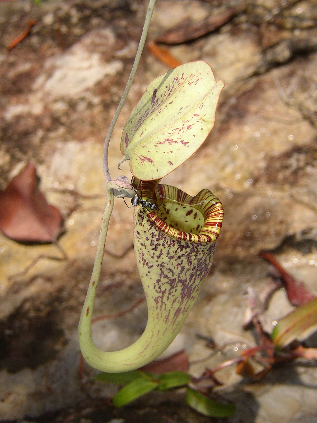 Ant drinking nectar from the peristome of a N. rafflesiana pitcher