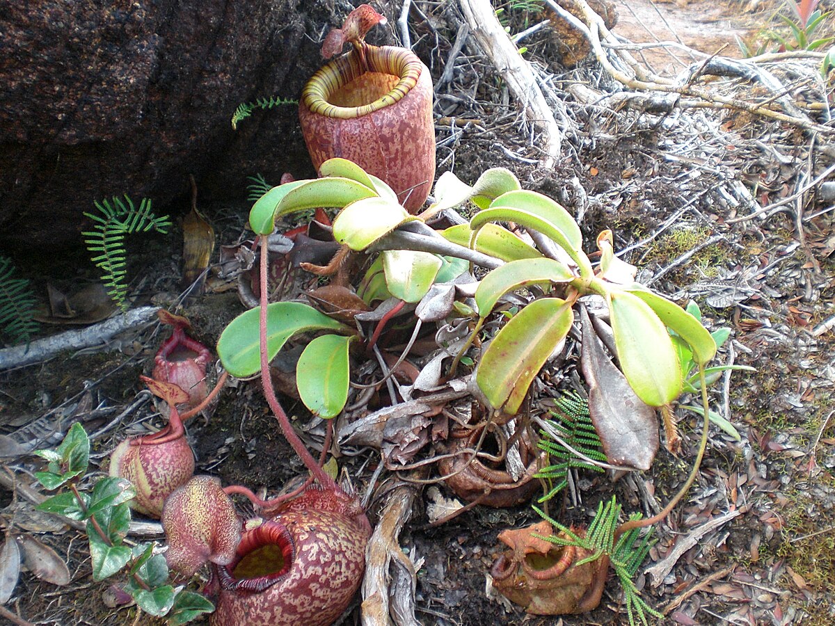 Nepenthes Peltata