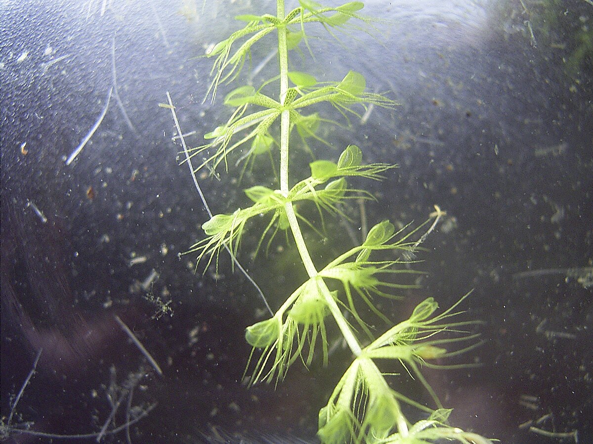 Aldrovanda vesiculosa