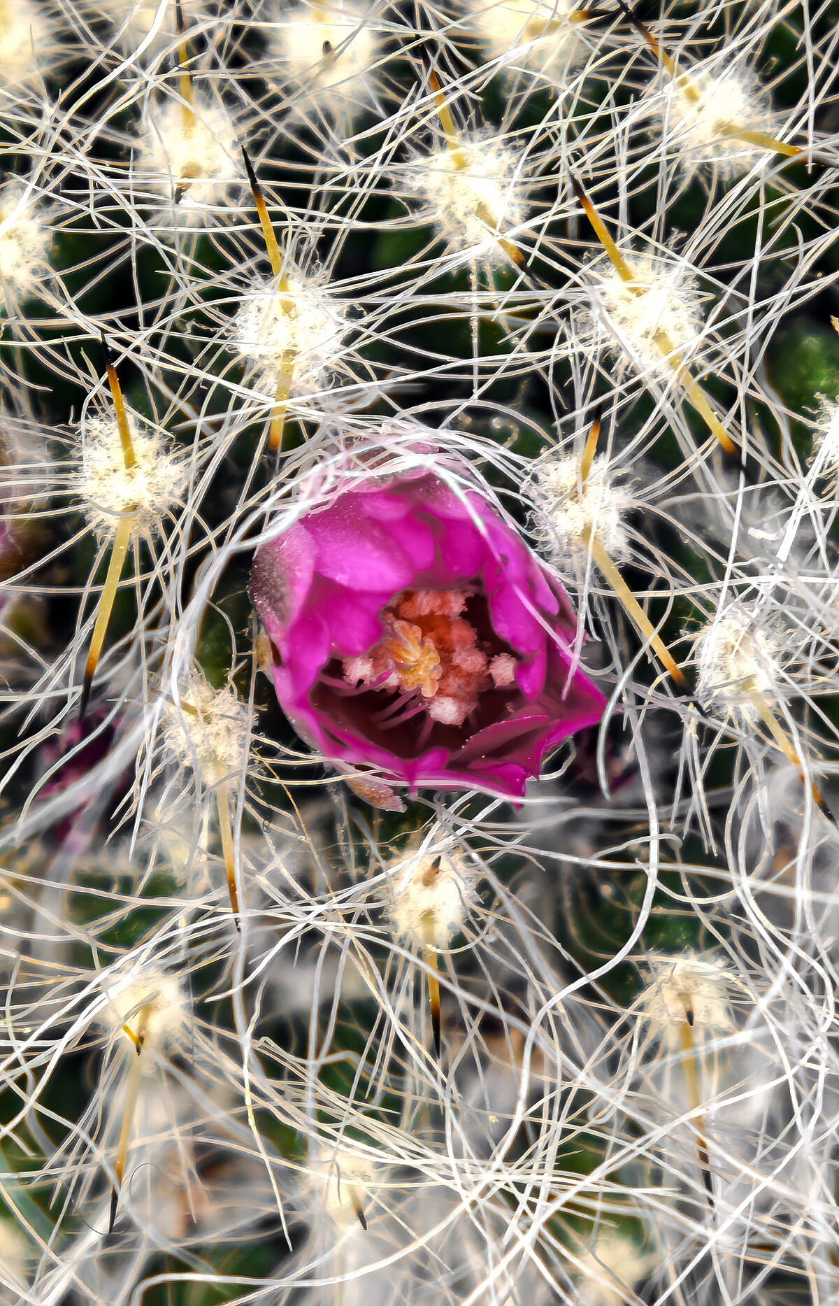 Mammillaria hahniana