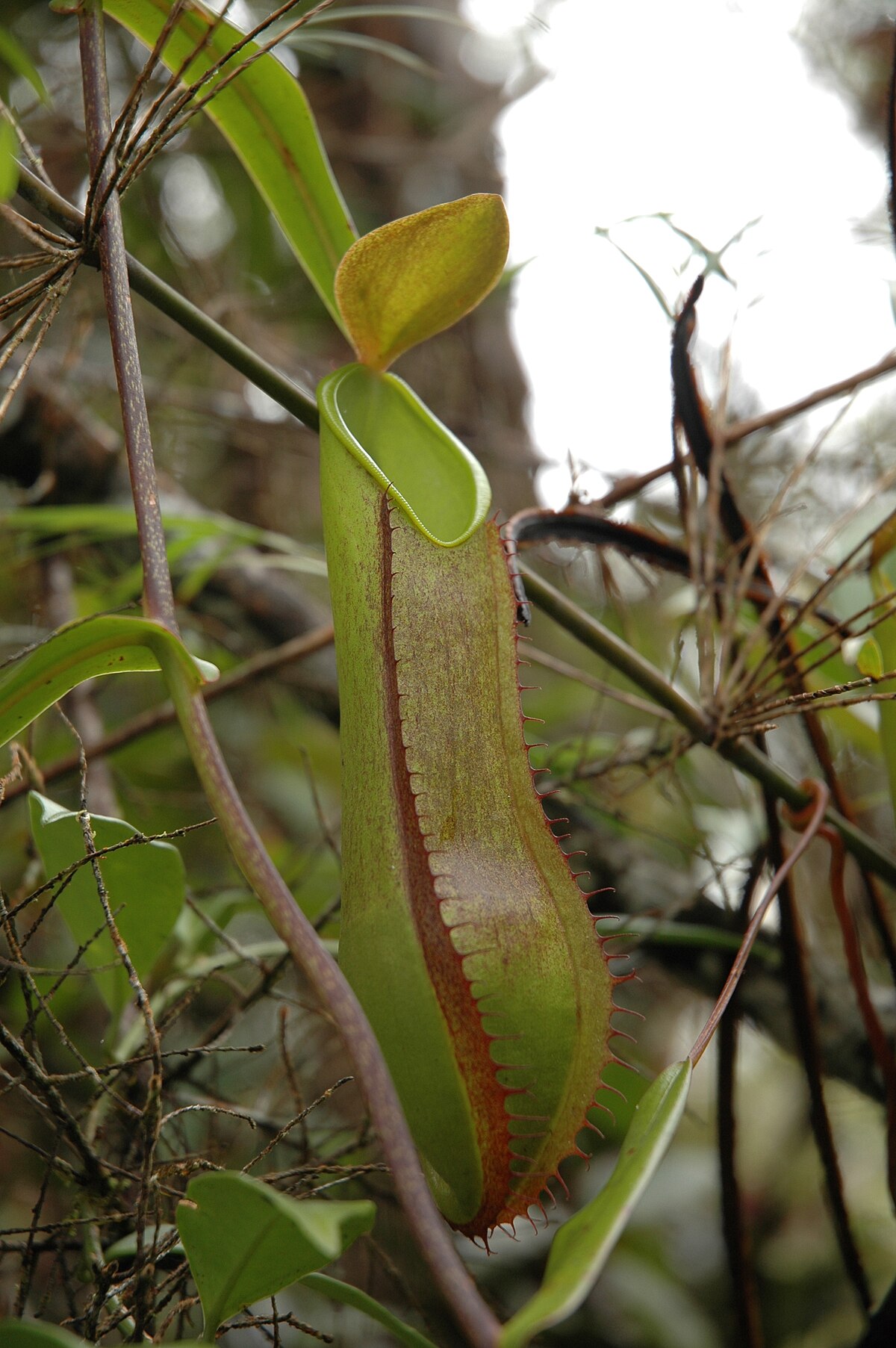 Nepenthes murudensis
