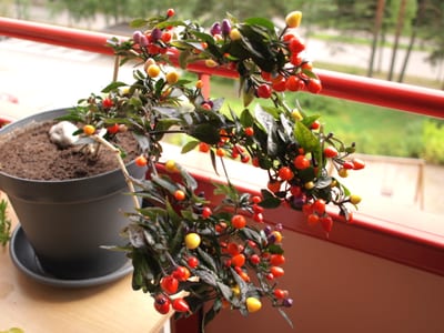 Capsicum annuum