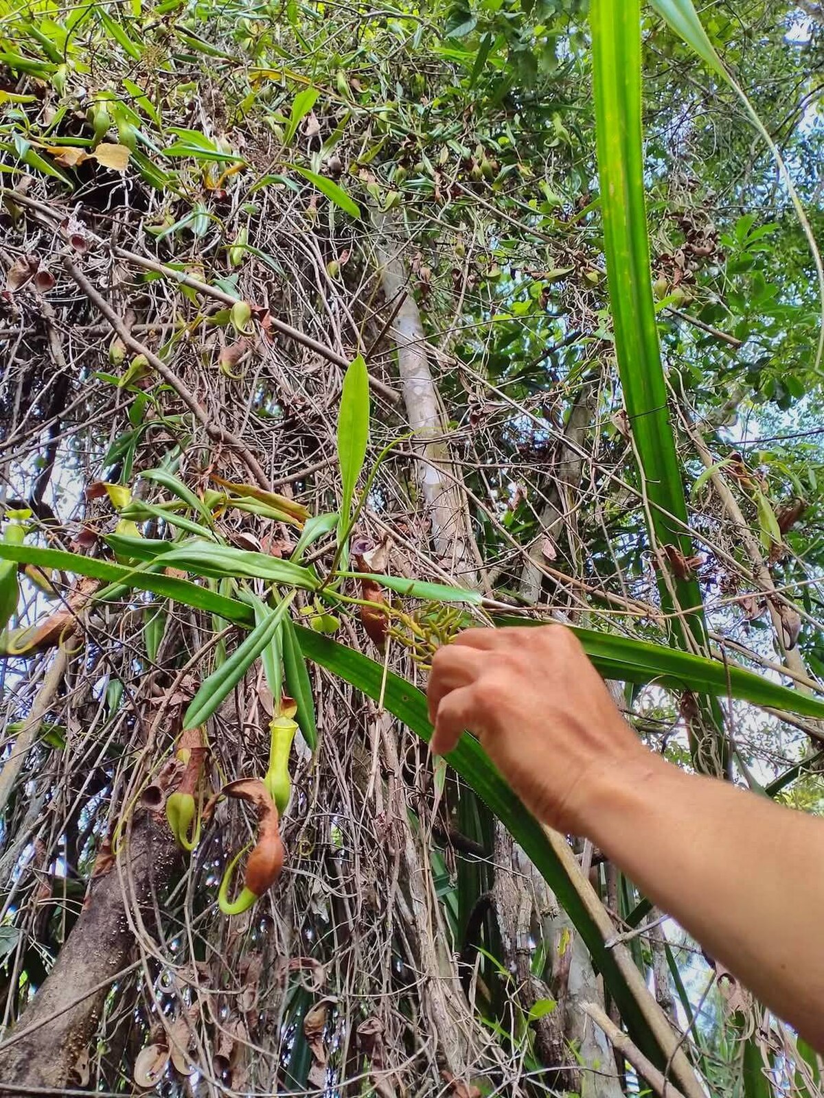 Nepenthes higaonon