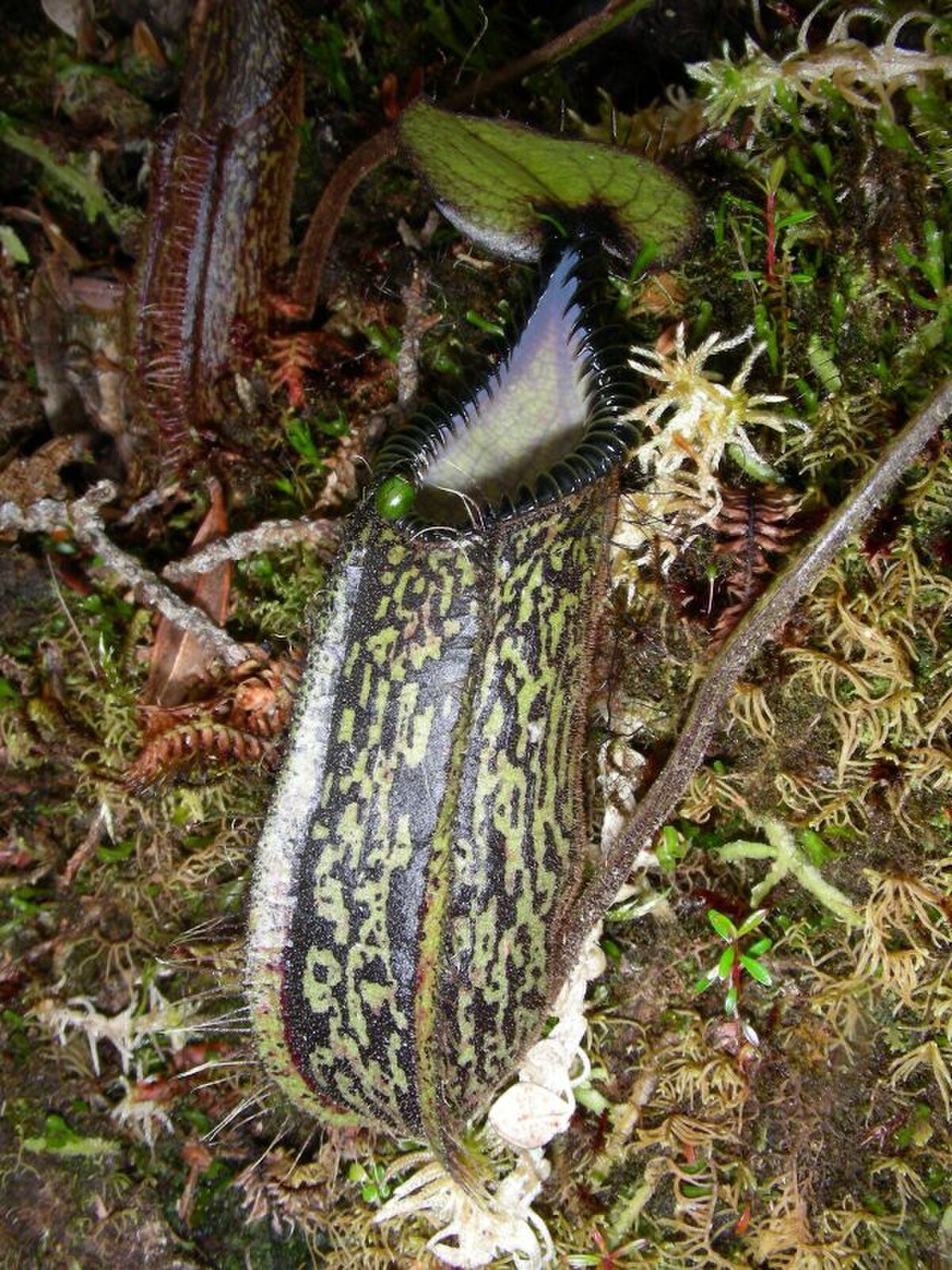 Nepenthes Hamata