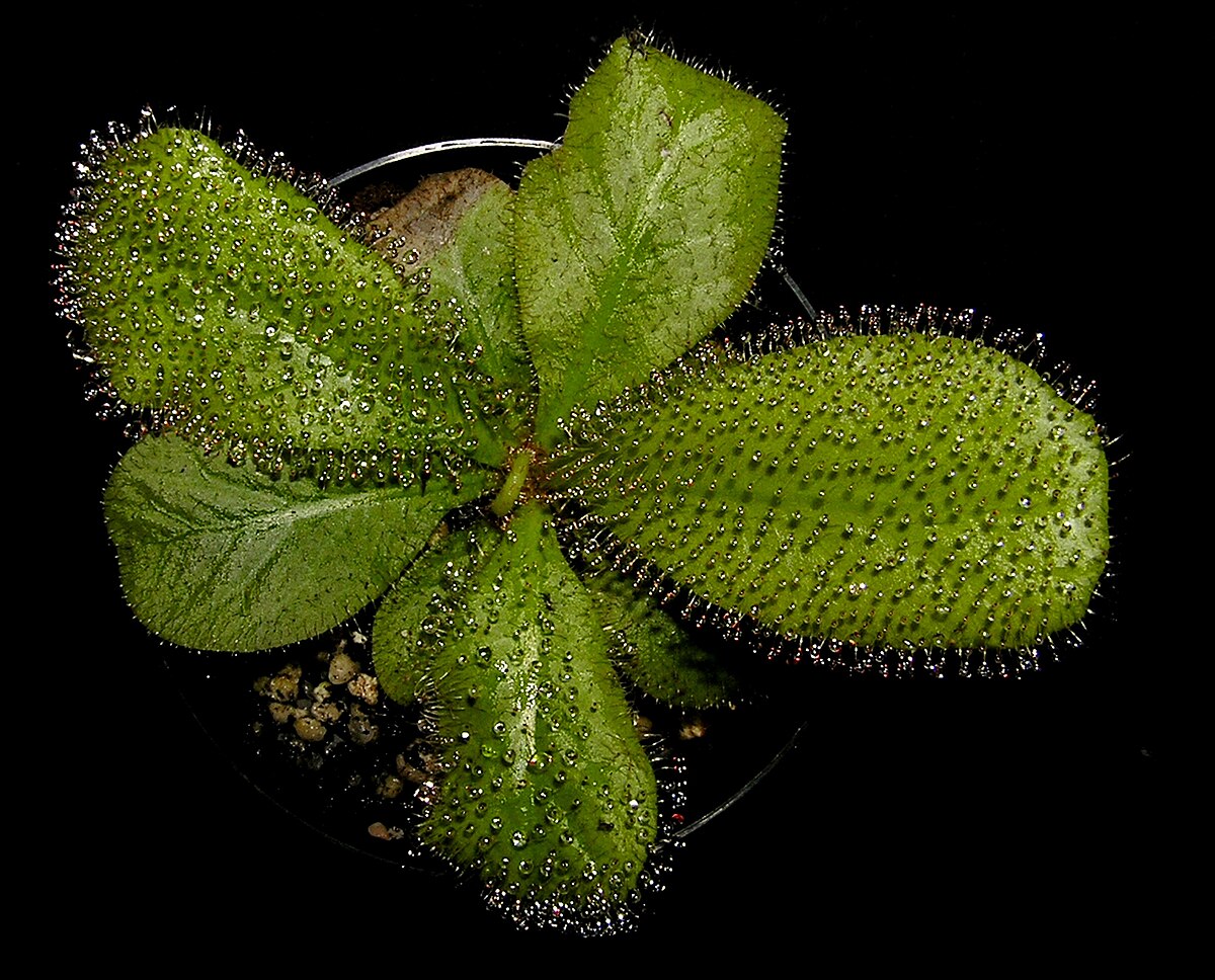 Drosera schizandra