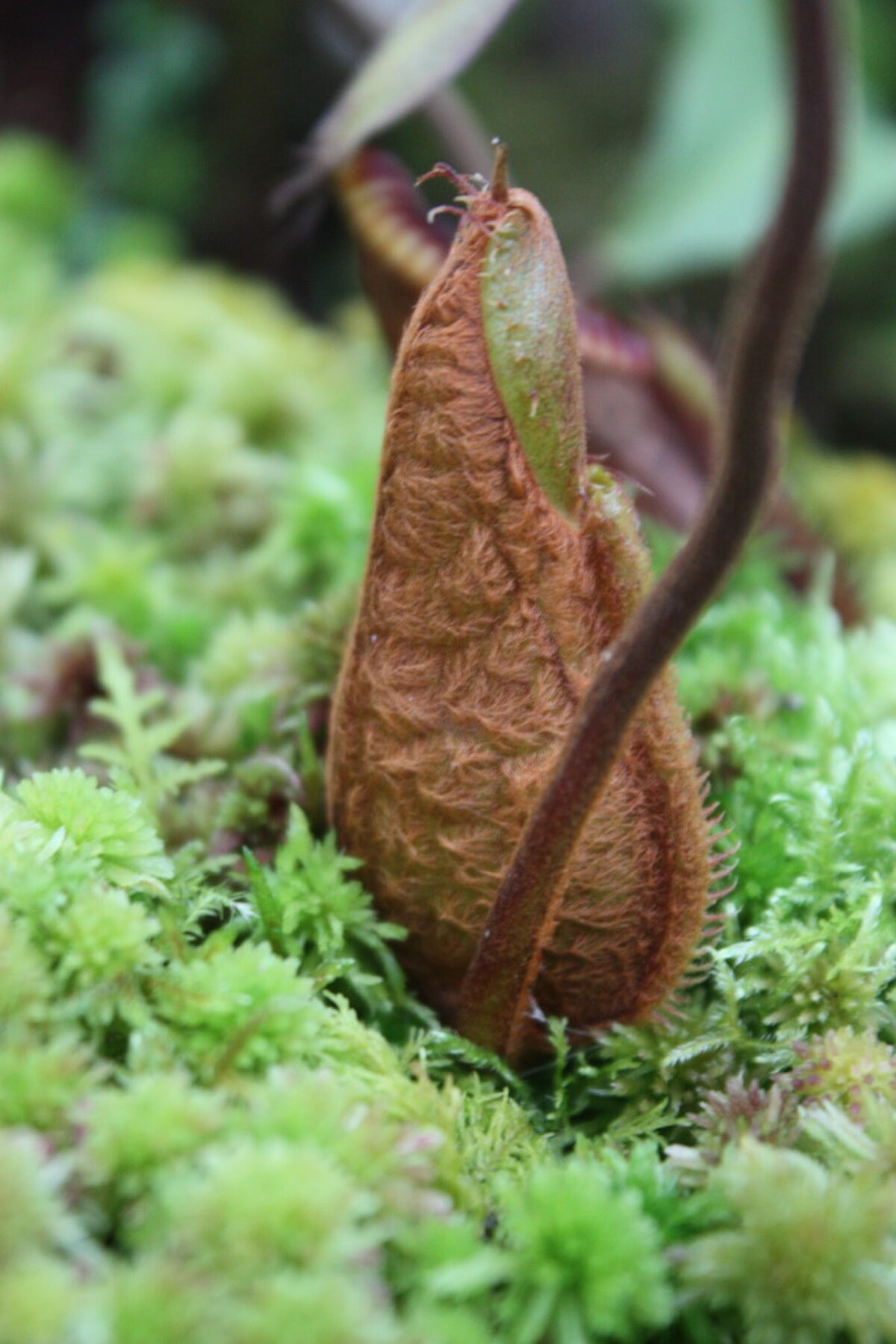 A developing lower pitcher of N. diabolica (once considered to be a hairy variant of N. hamata), showing its shaggy, fur-like indumentum