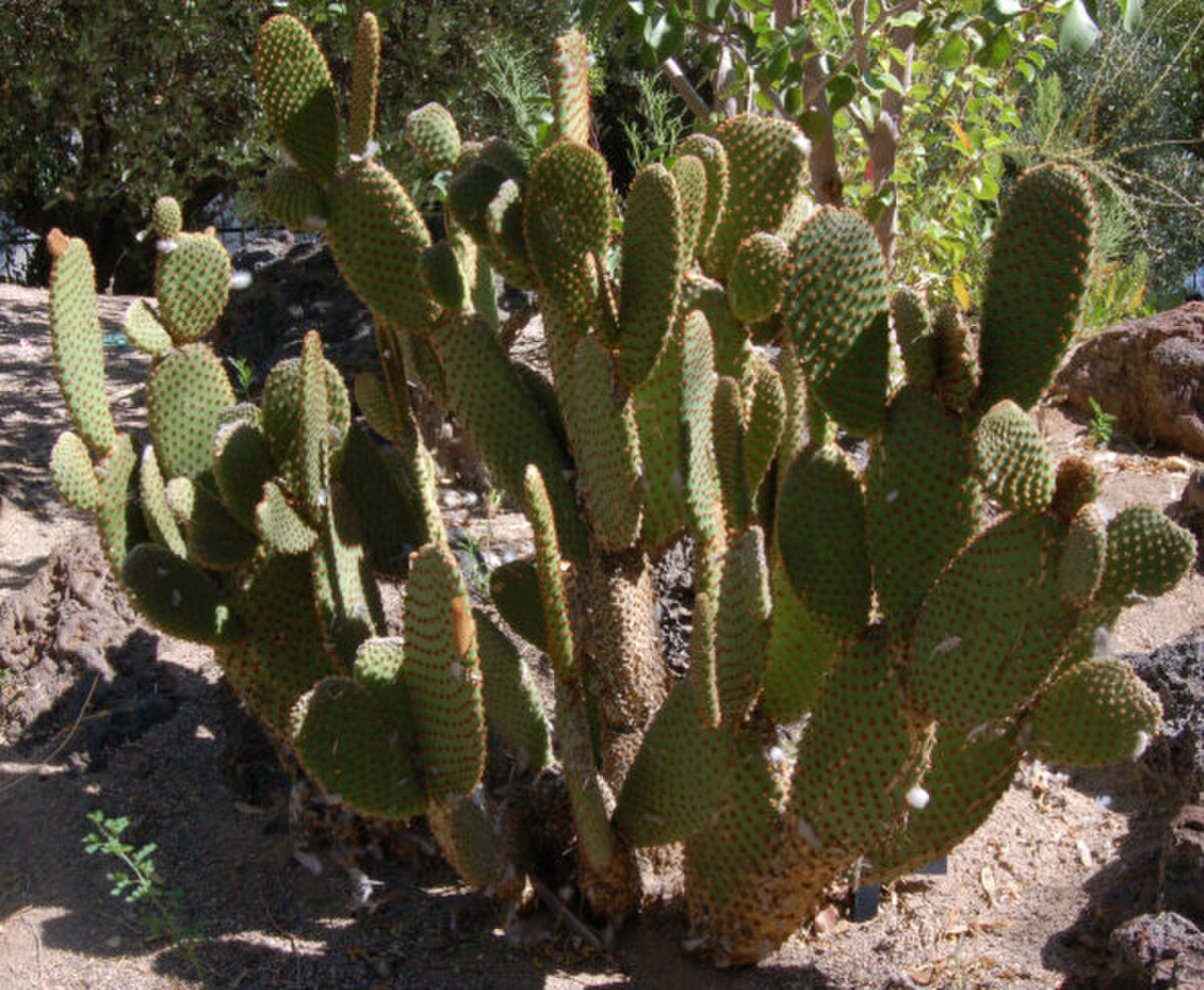 Opuntia microdasys