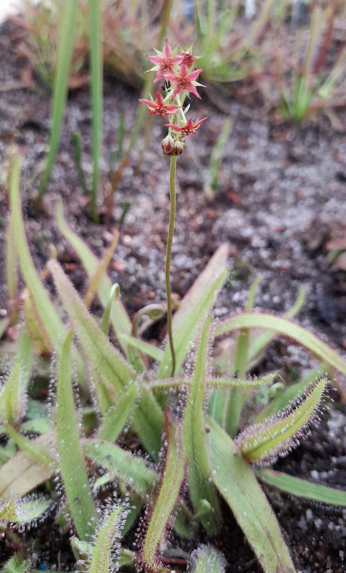 Drosera adelae