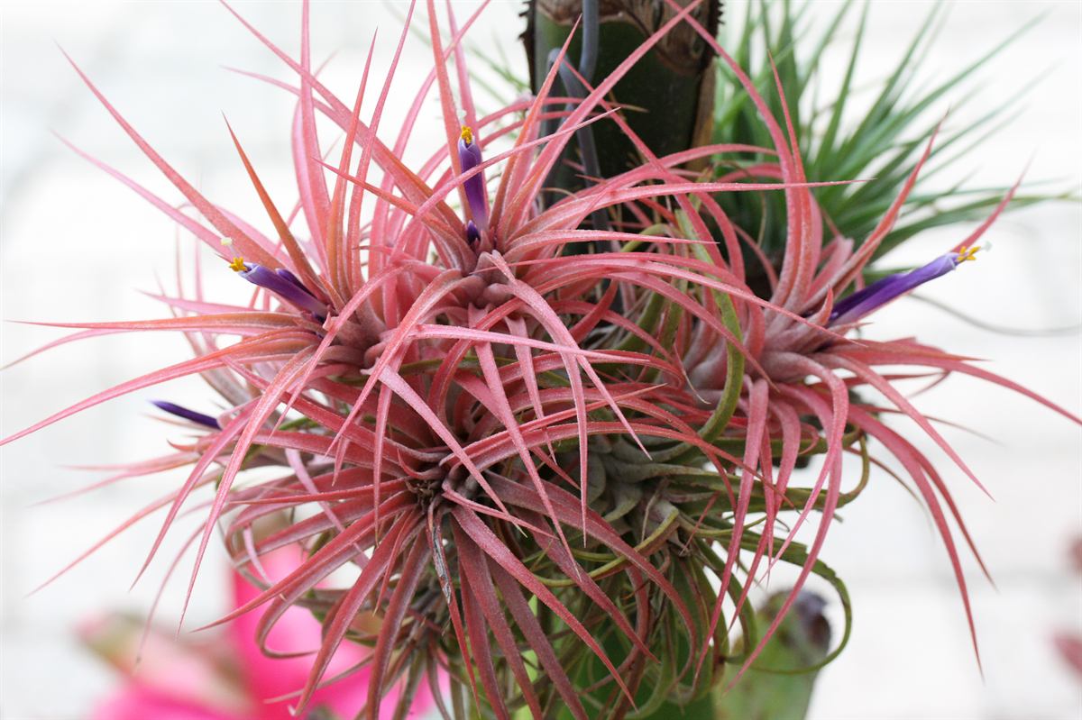 Tillandsia ionantha