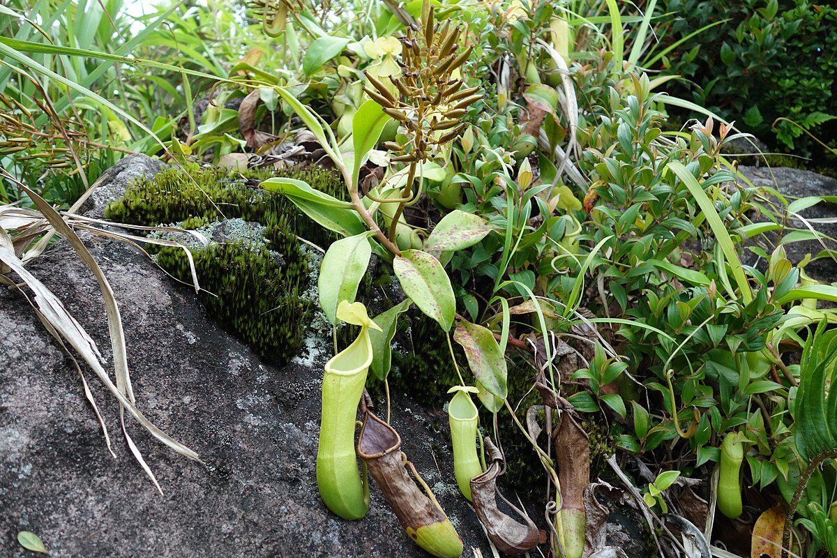 Nepenthes ramos