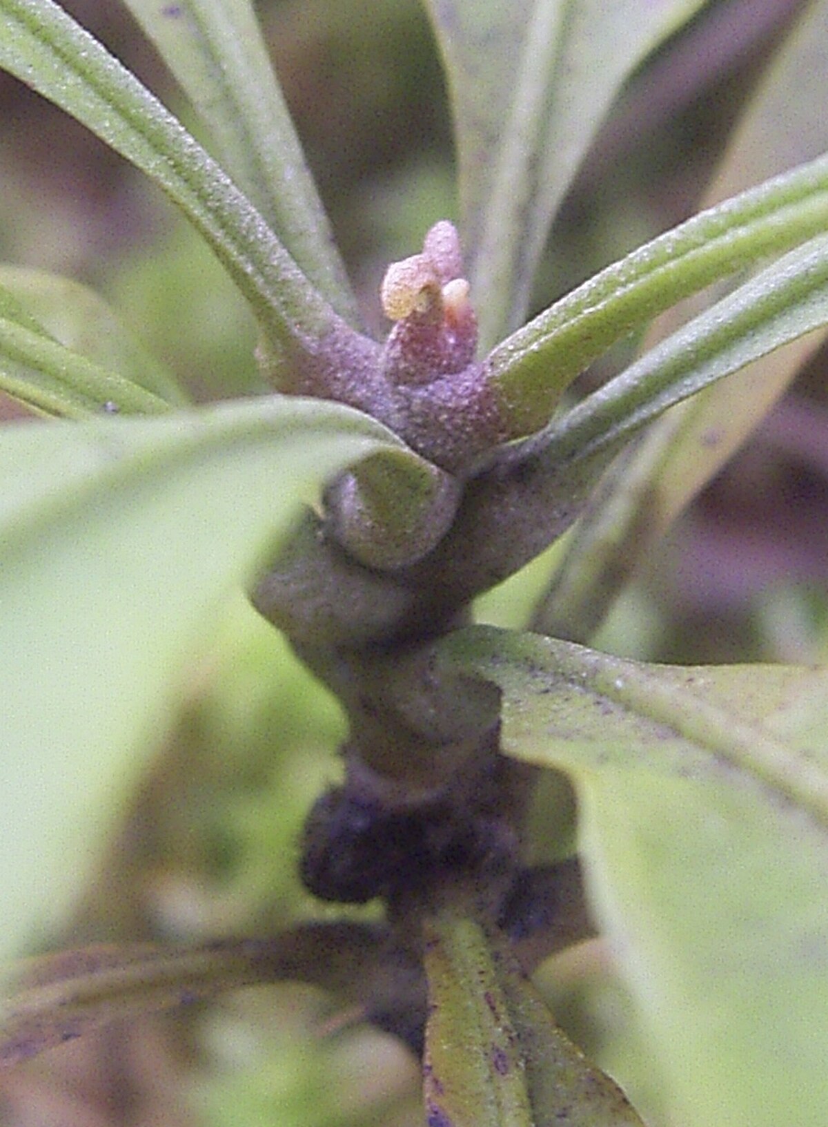 Triphyophyllum peltatum
