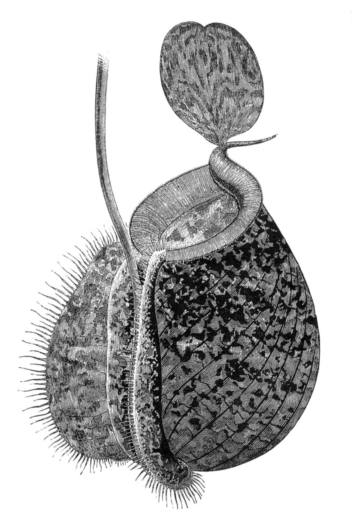 Nepenthes hookeriana