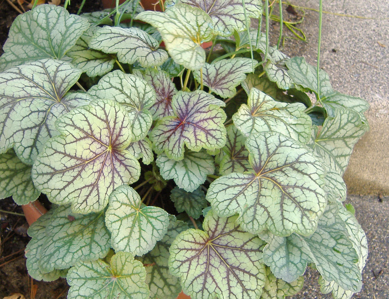 Heuchera
