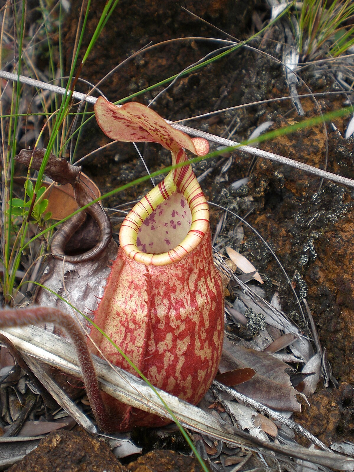 Nepenthes Peltata