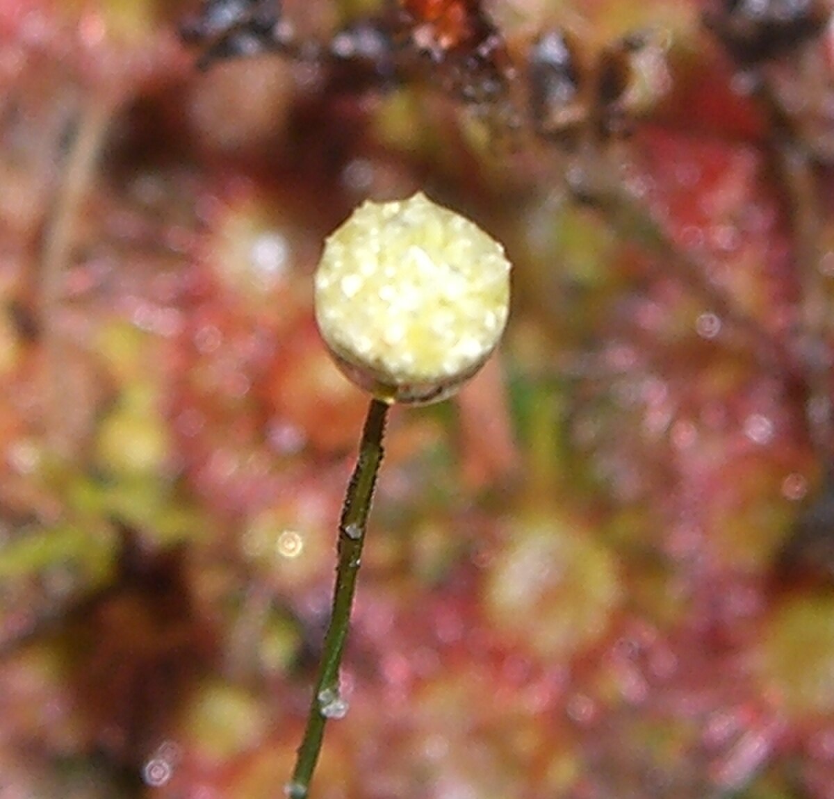 Drosera felix